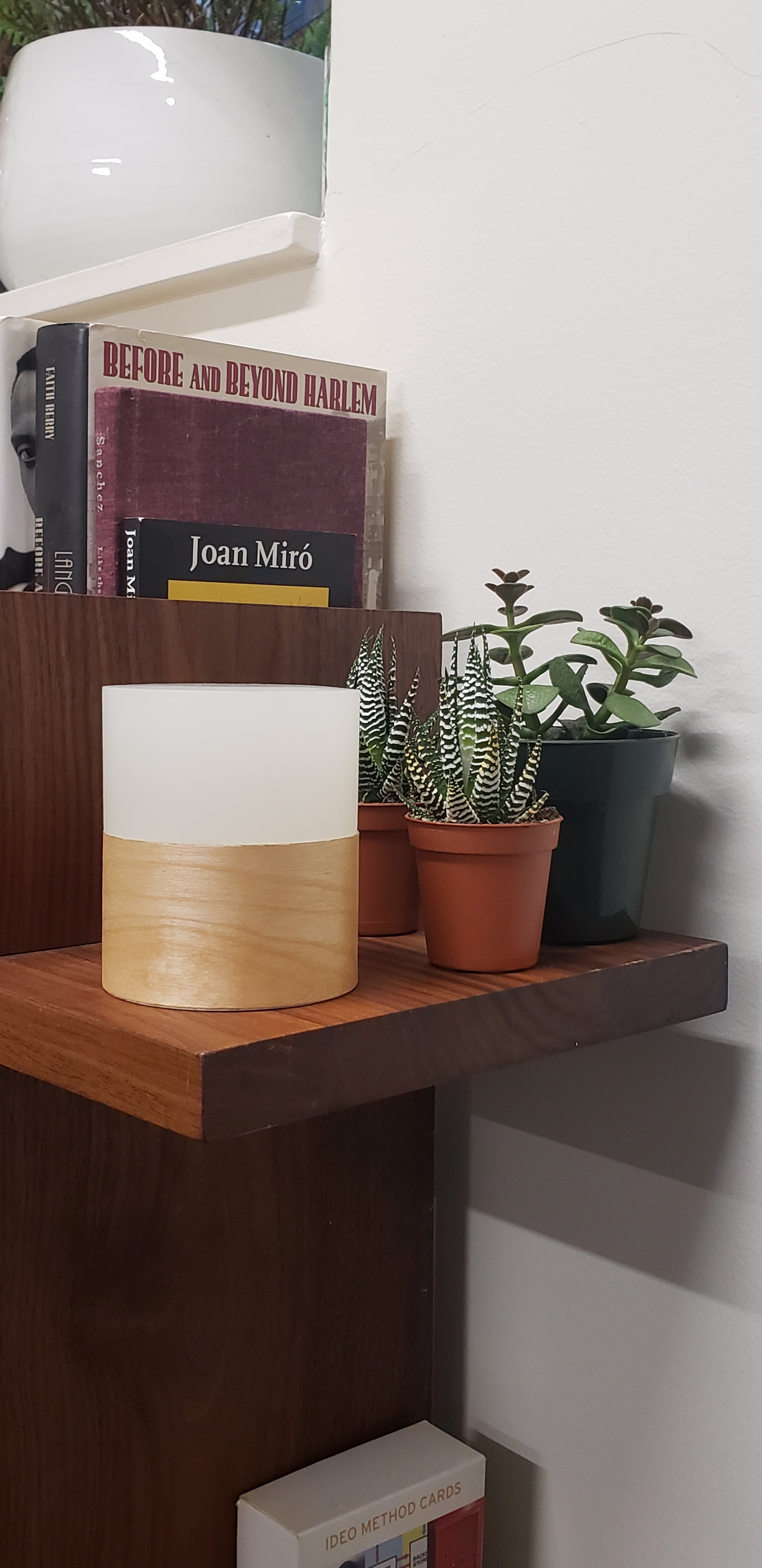 Ola Birch sitting on shelf beside small succulents.